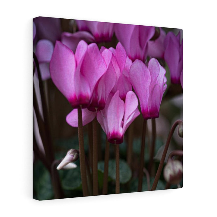 Cyclamen Reach - Canvas