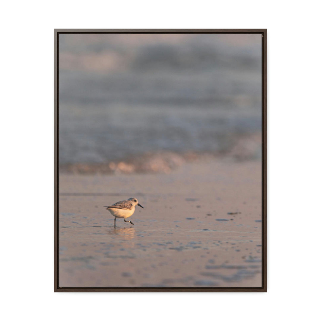 Sanderling in Soft Dusk Light - Canvas with Frame