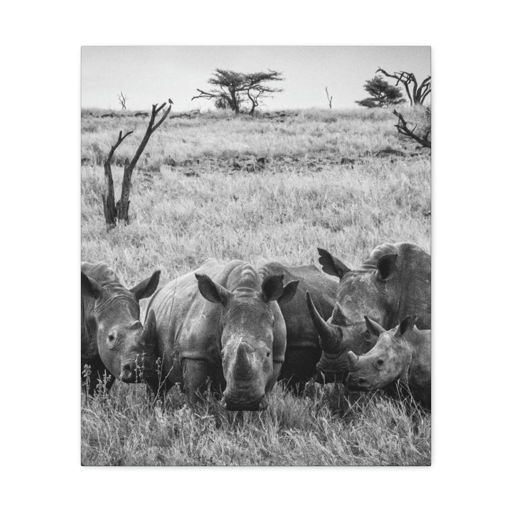 Rhino Family in Black and White - Canvas