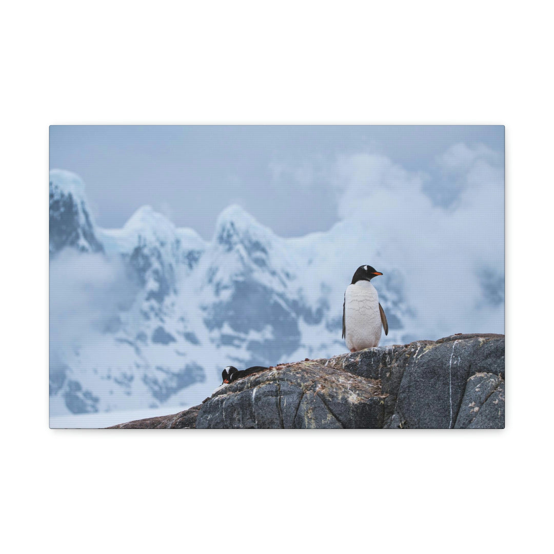 Poised Penguin - Canvas