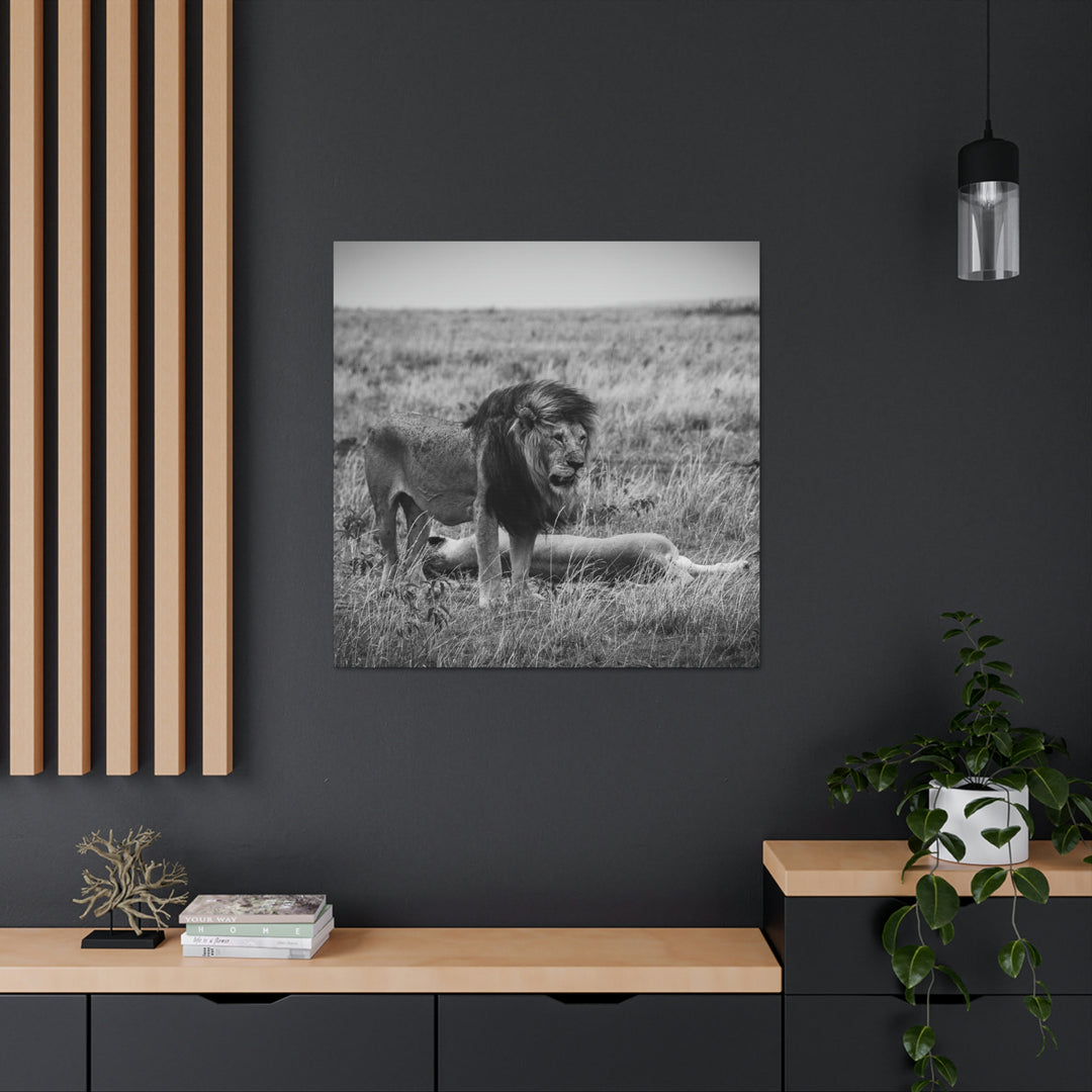 Mating Lions in Black and White - Canvas