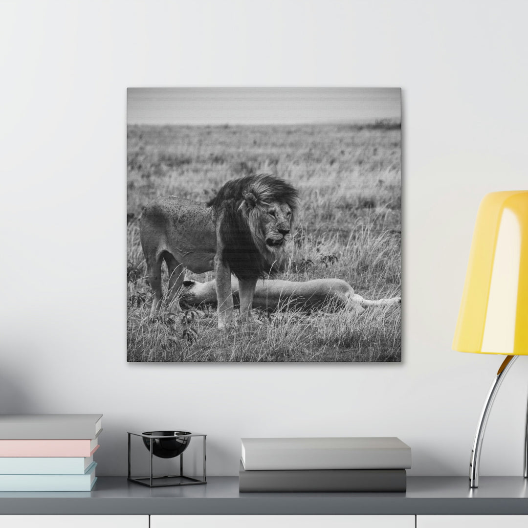 Mating Lions in Black and White - Canvas