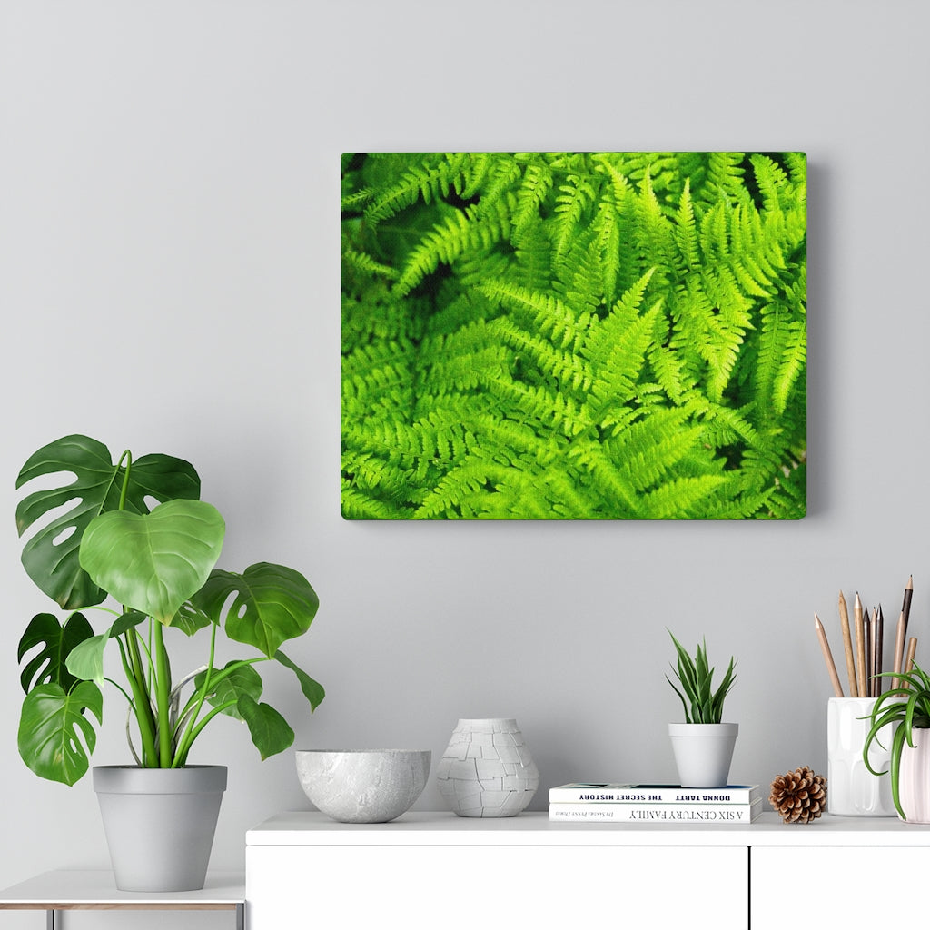 Ferns, Ferns, Ferns - Canvas