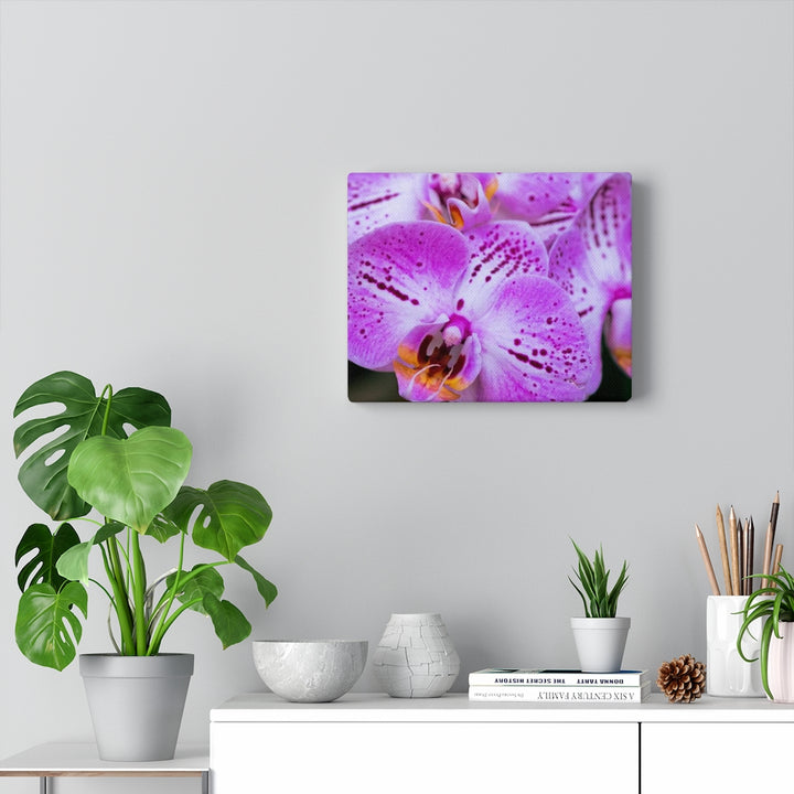 Orchid in Pink - Canvas