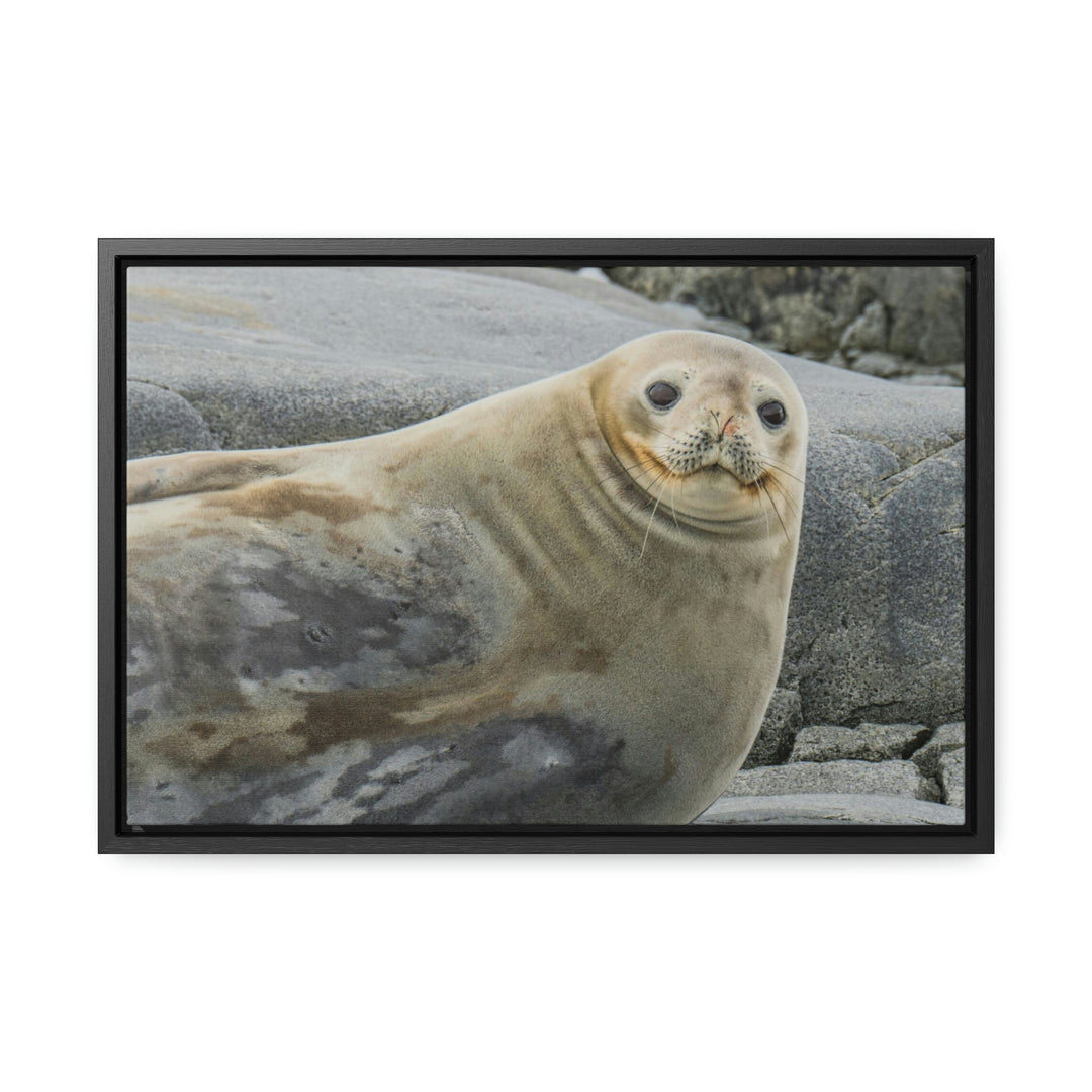 Weddell Smile - Canvas with Frame