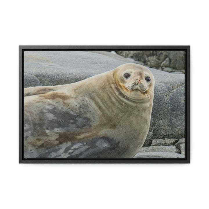 Weddell Smile - Canvas with Frame