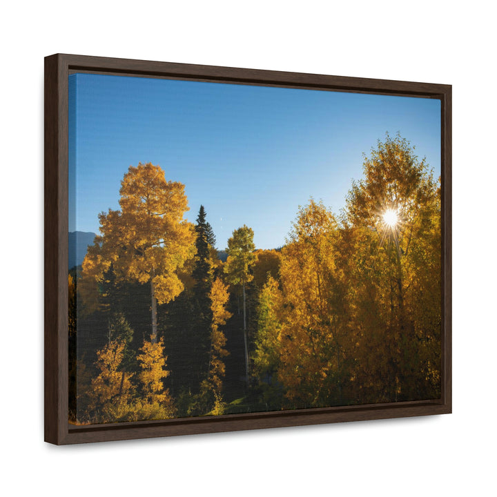 Sun Through the Aspens - Canvas with Frame