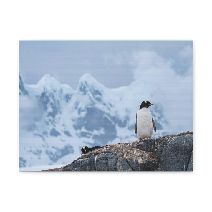 Poised Penguin - Canvas