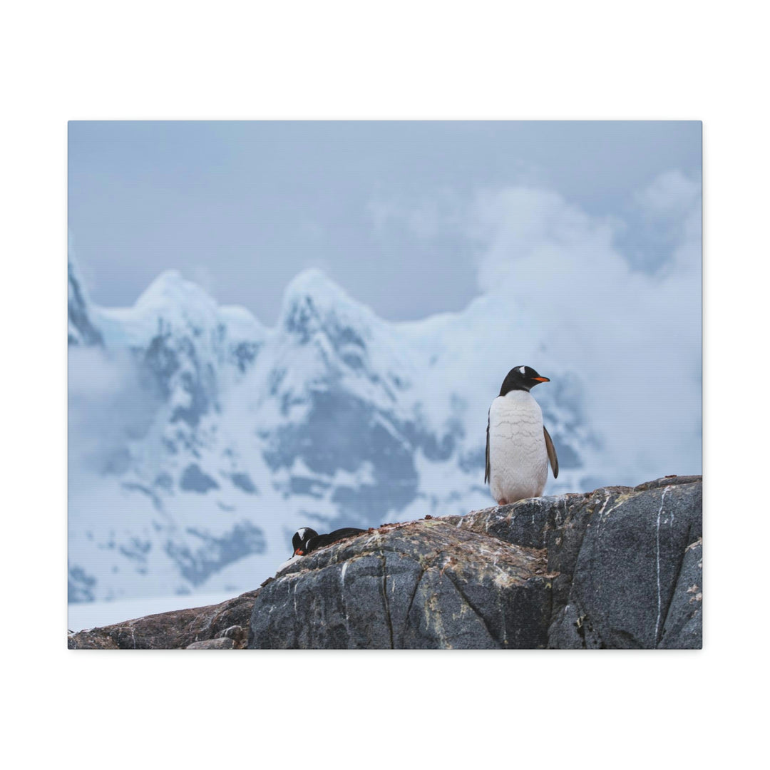 Poised Penguin - Canvas