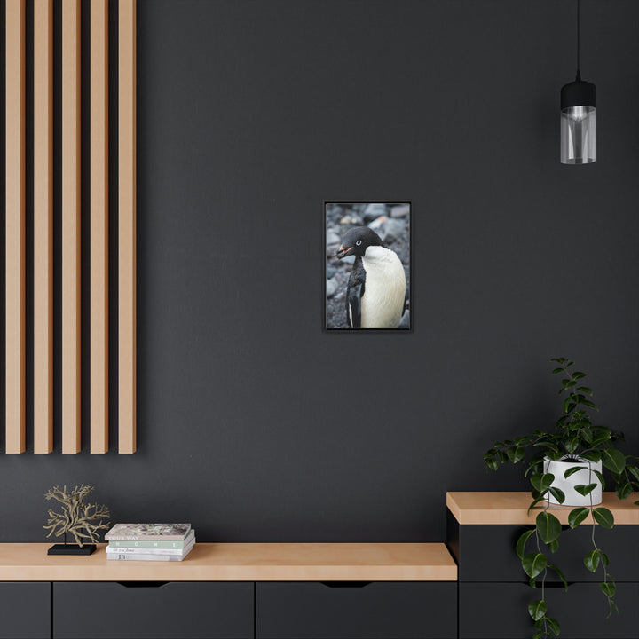 A Penguin's Pebble - Canvas with Frame