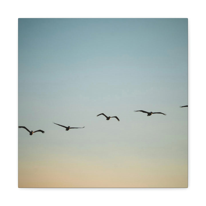 Brown Pelicans in Flight - Canvas