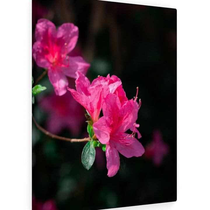 Standout Azalea - Canvas