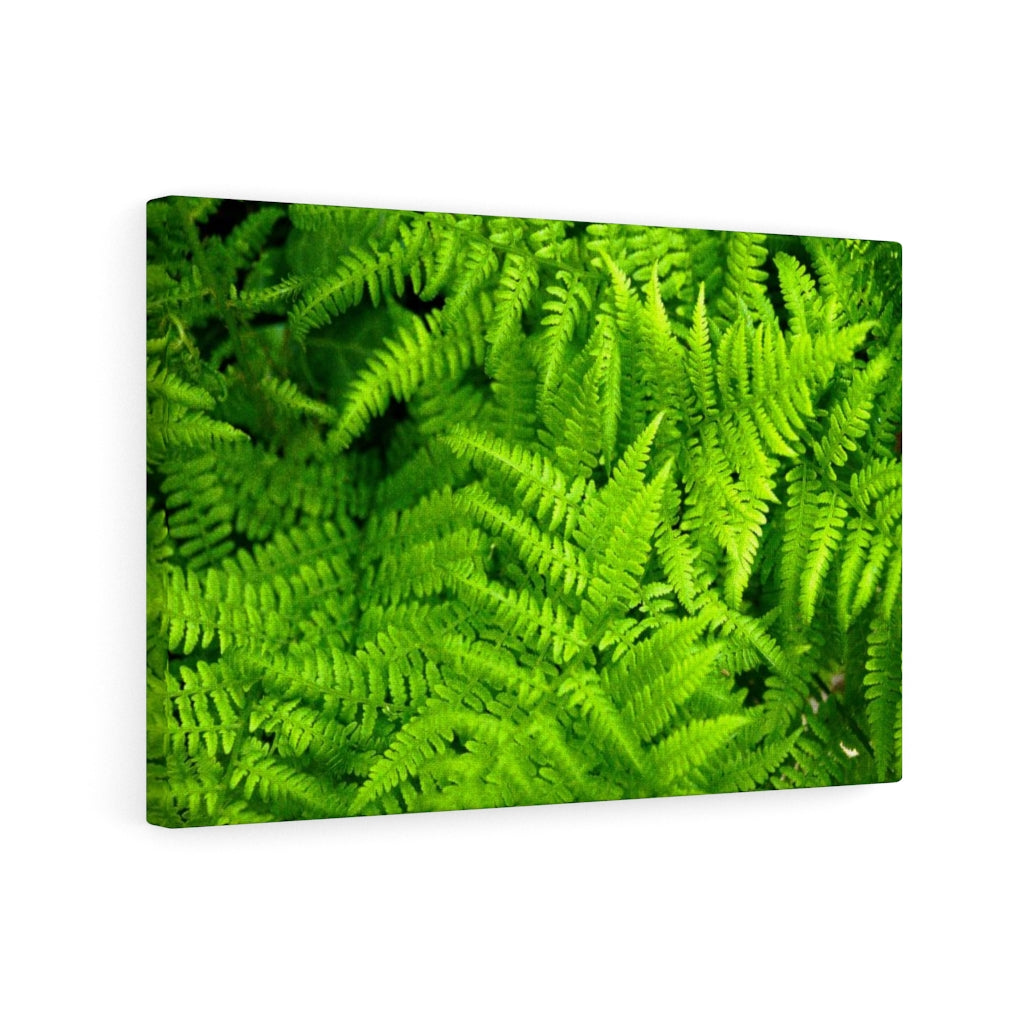 Ferns, Ferns, Ferns - Canvas