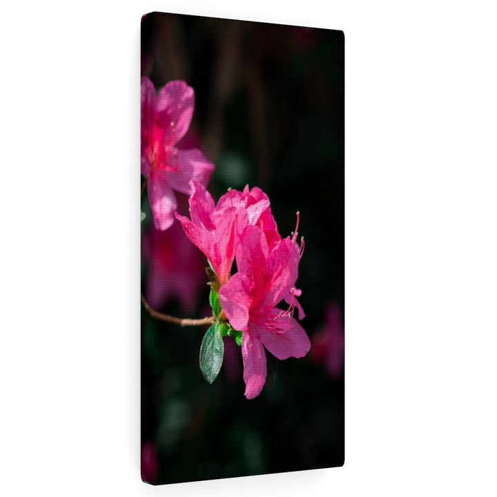 Standout Azalea - Canvas