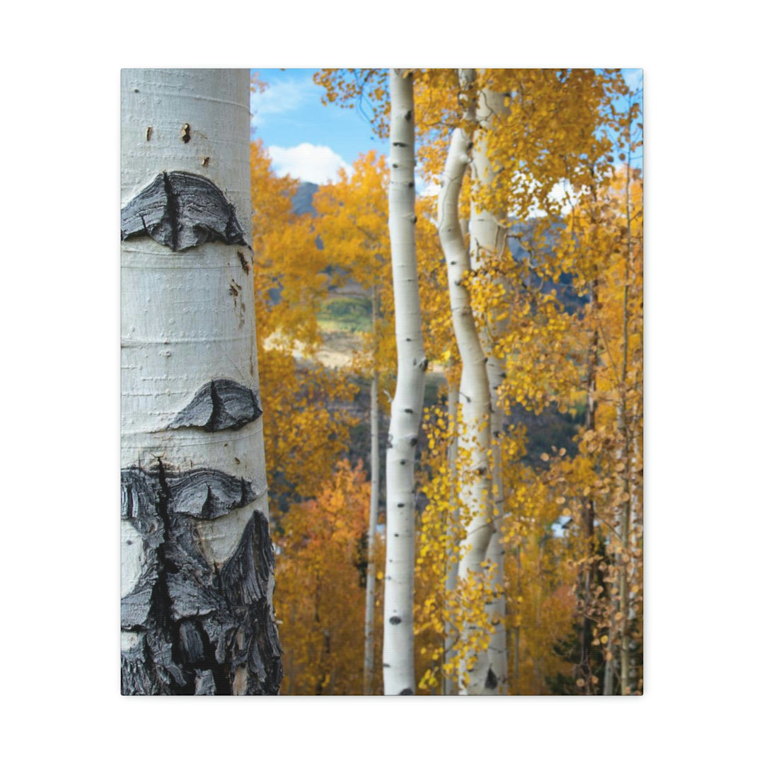 Aspens Changing - Canvas