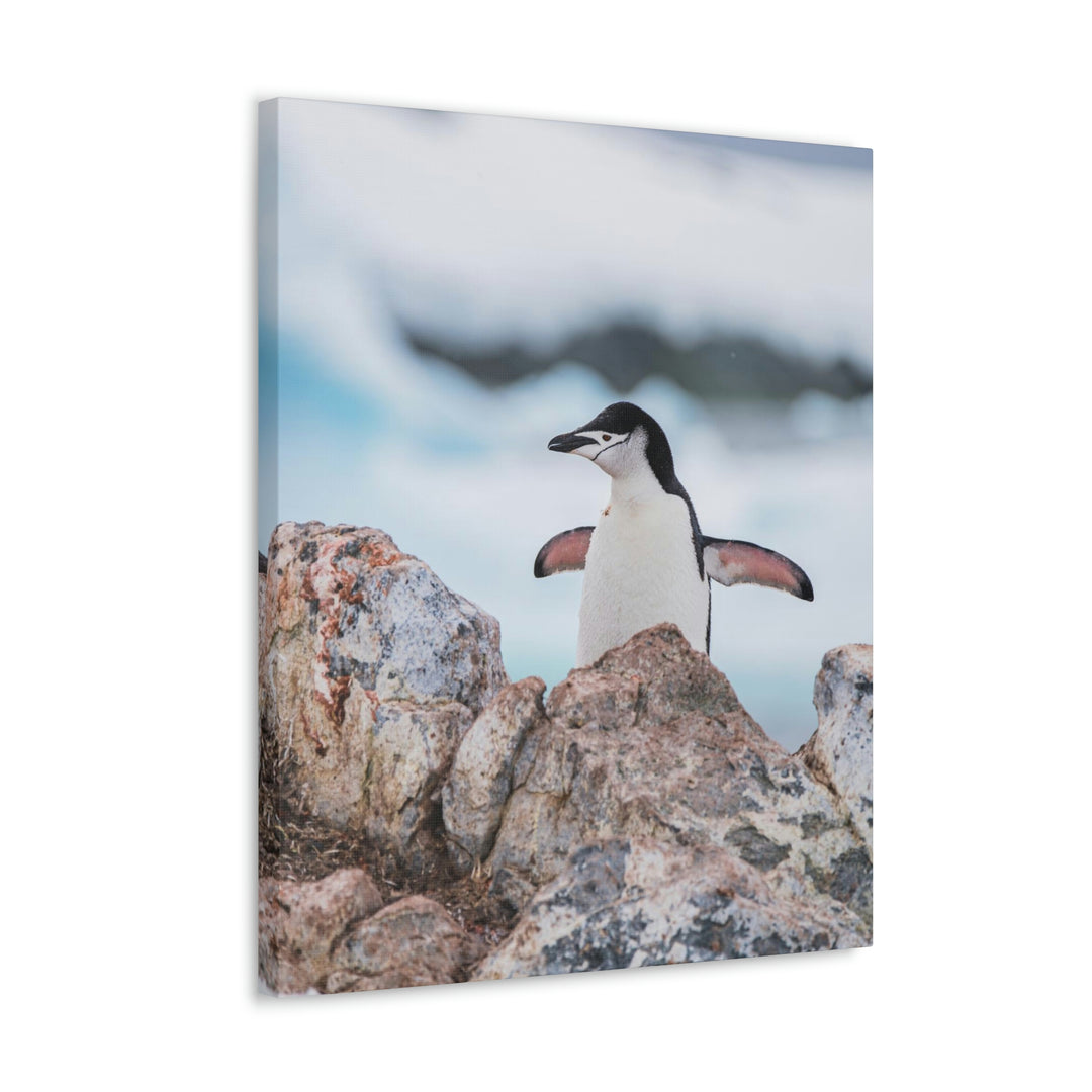 Stretched Penguin - Canvas