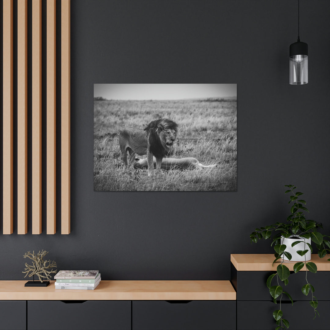 Mating Lions in Black and White - Canvas