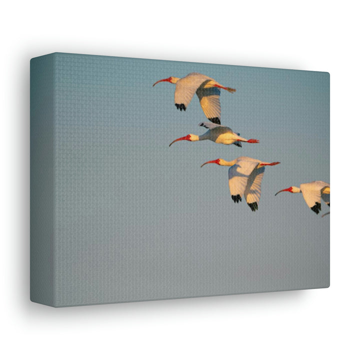 White Ibis in Flight - Canvas