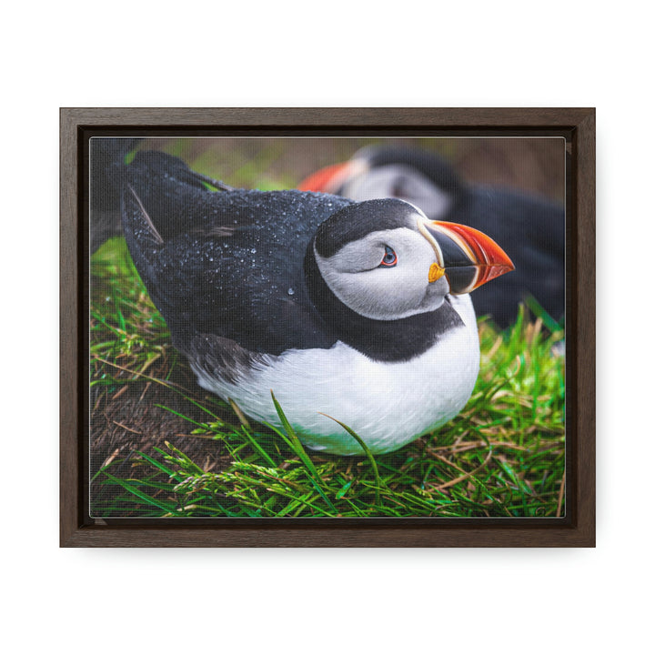 Resting Puffin - Canvas with Frame