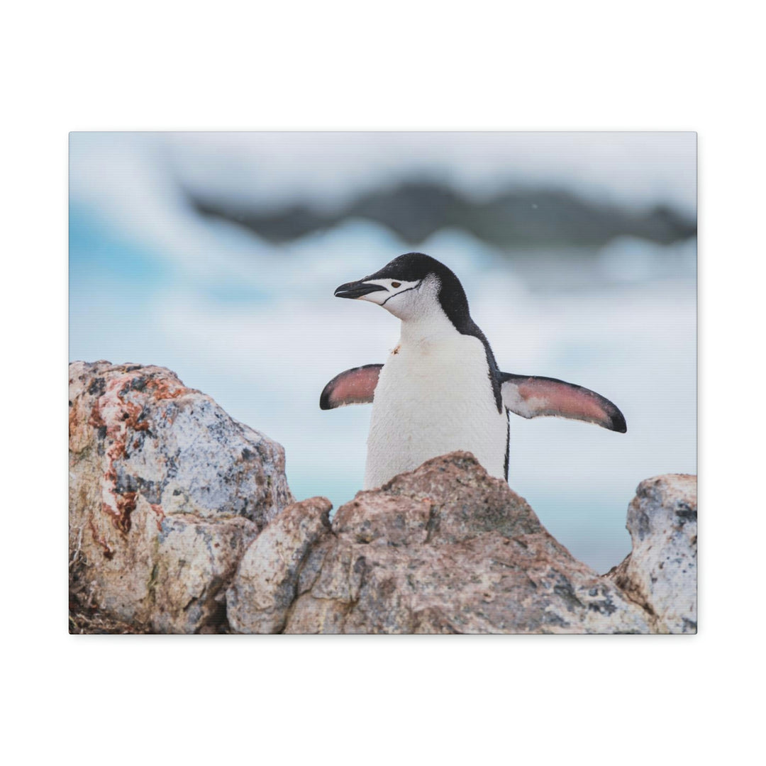 Stretched Penguin - Canvas