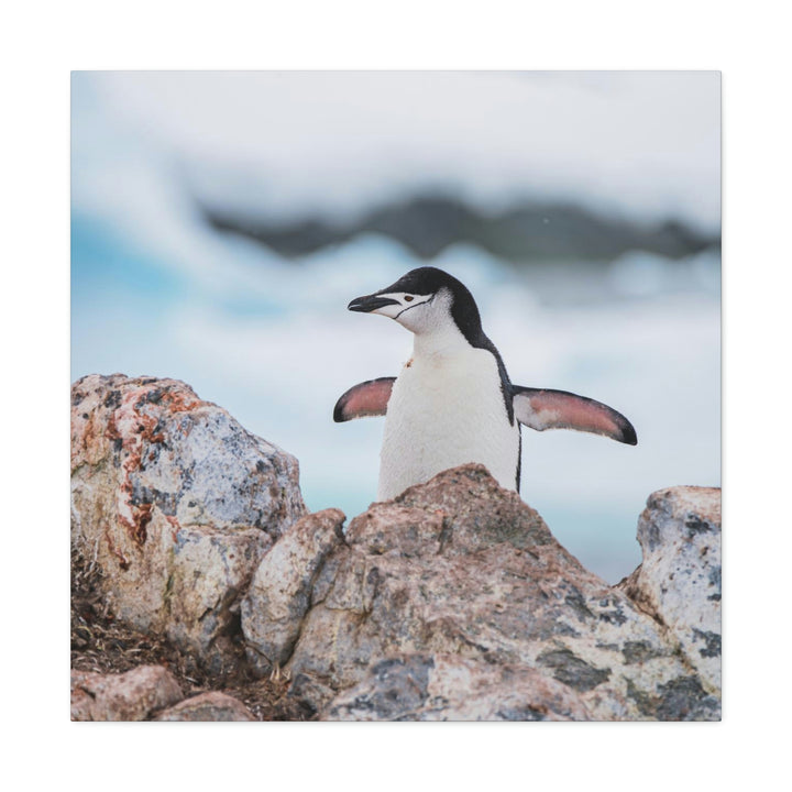 Stretched Penguin - Canvas