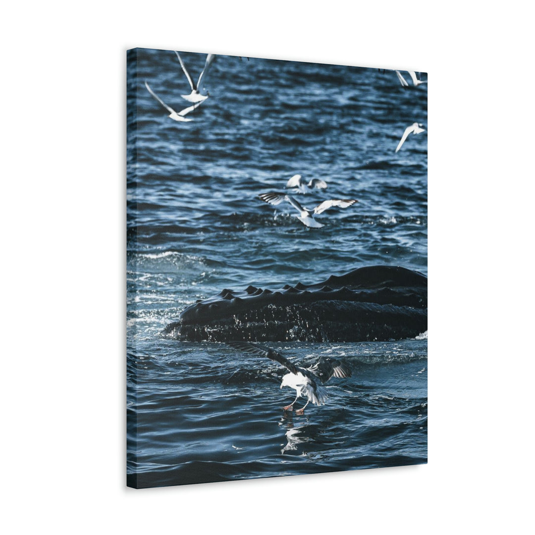 Humpback Hello - Canvas