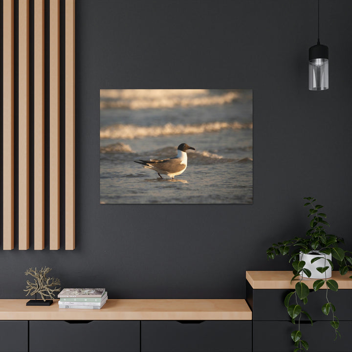 Laughing Gull in the Surf - Canvas