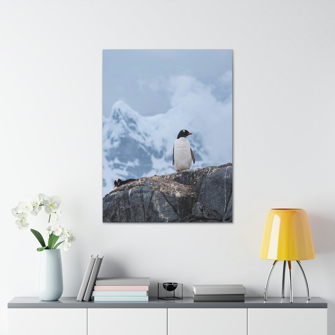 Poised Penguin - Canvas