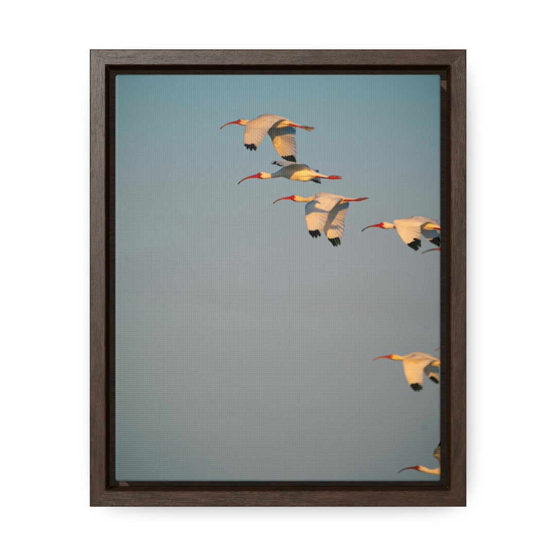 White Ibis in Flight - Canvas with Frame