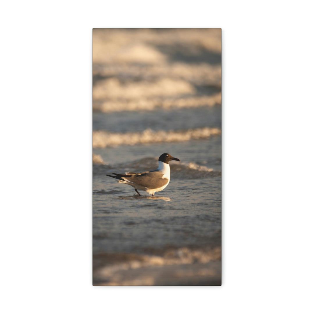 Laughing Gull in the Surf - Canvas