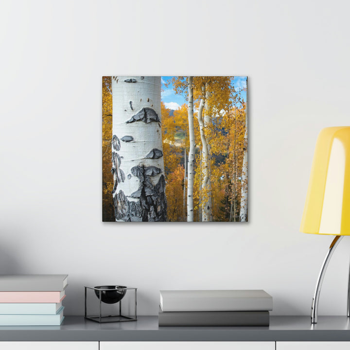 Aspens Changing - Canvas