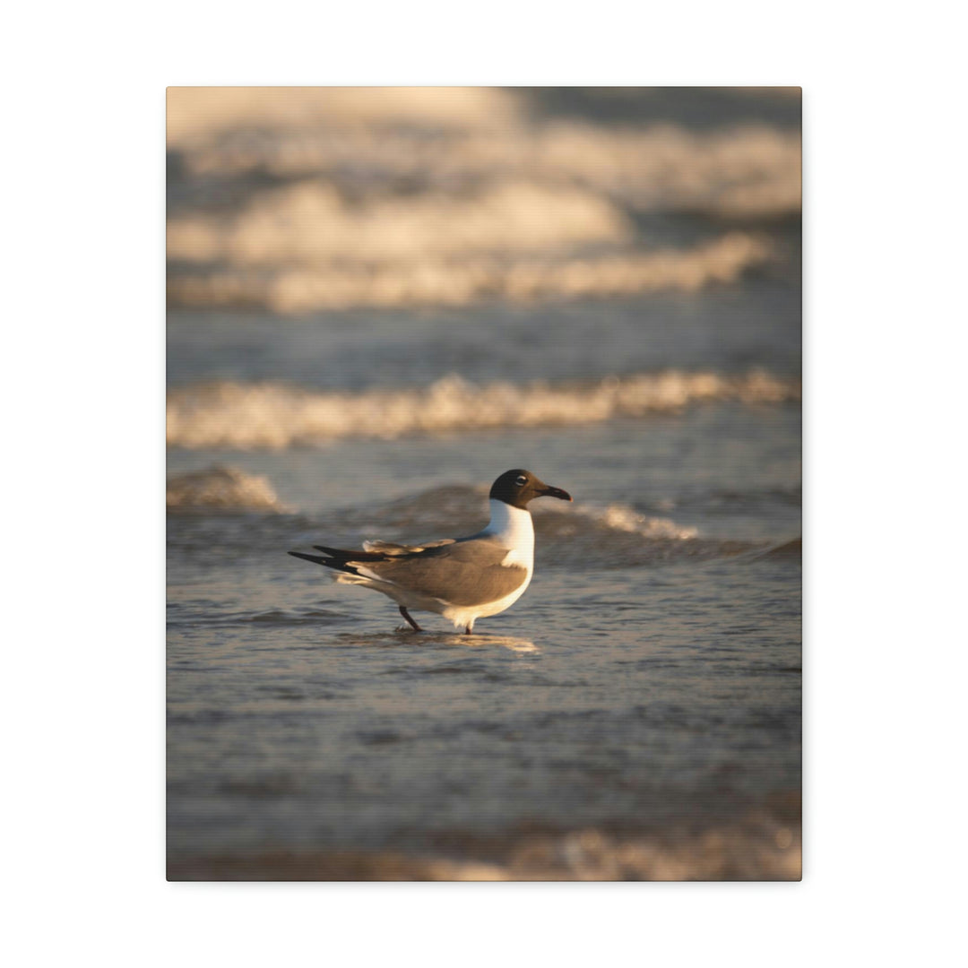 Laughing Gull in the Surf - Canvas