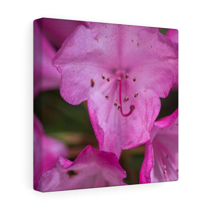 Soft Pinks - Canvas