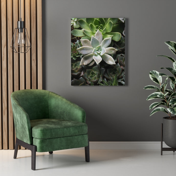 Succulent - Array - Canvas