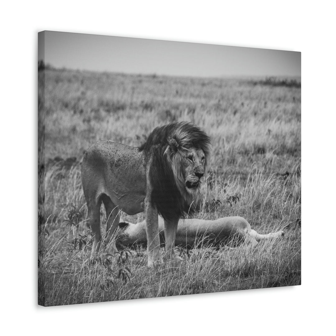 Mating Lions in Black and White - Canvas