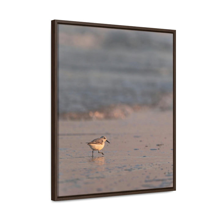 Sanderling in Soft Dusk Light - Canvas with Frame