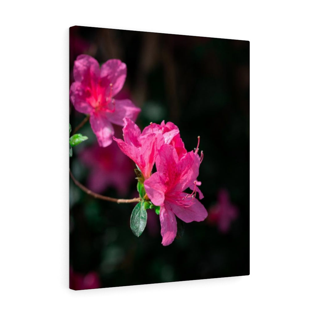 Standout Azalea - Canvas