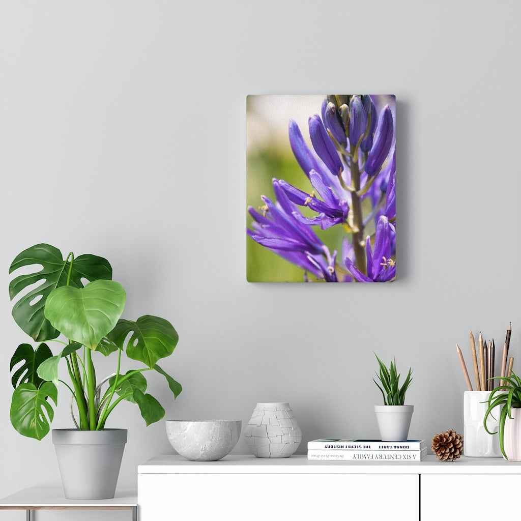 Camas in Bloom - Canvas