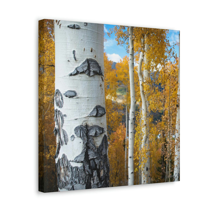 Aspens Changing - Canvas