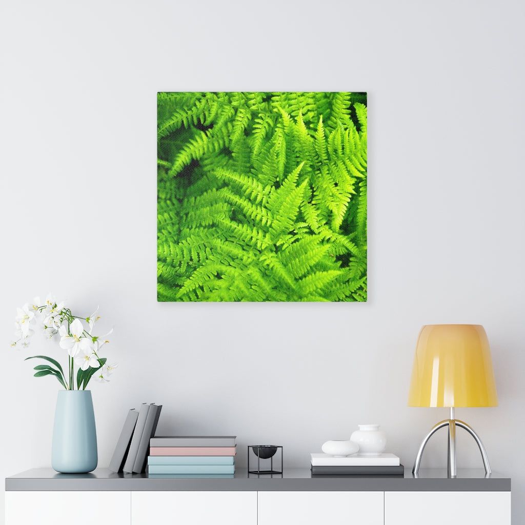 Ferns, Ferns, Ferns - Canvas