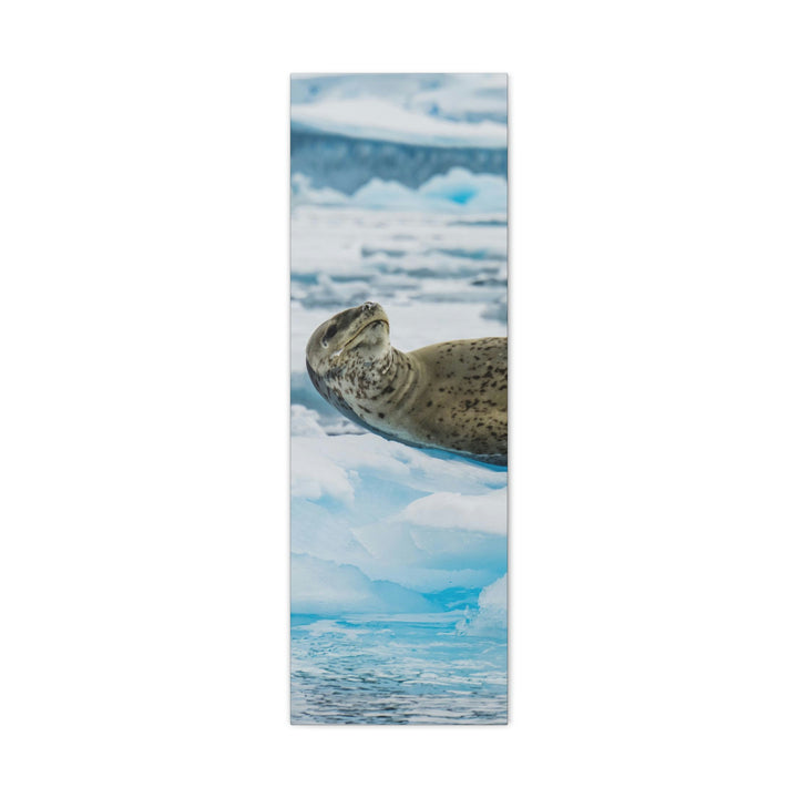 Leopard Seal Relaxing - Canvas