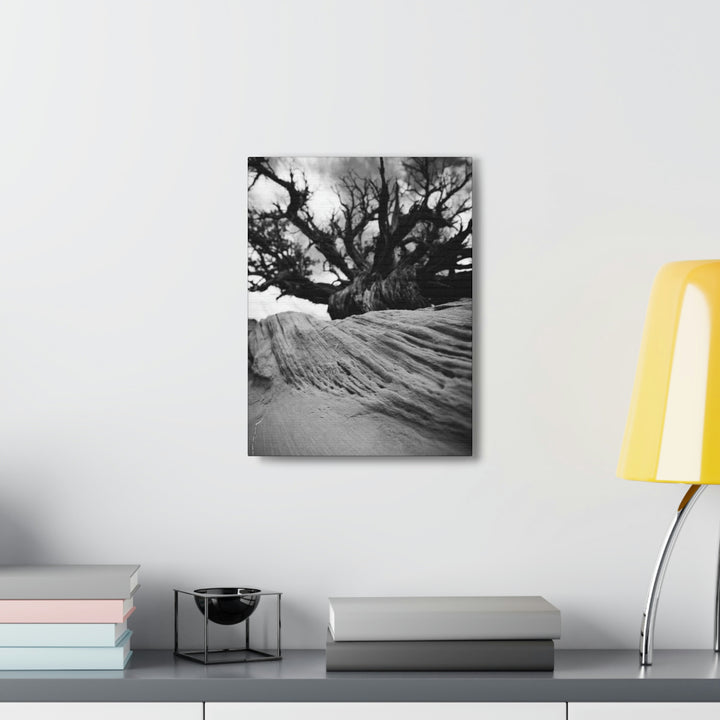 Desert Reach in Black and White - Canvas