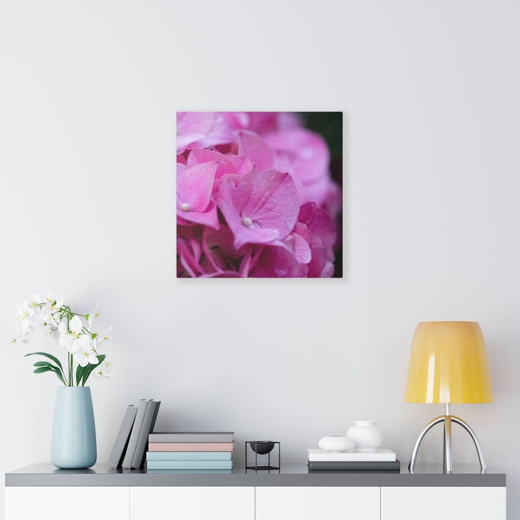 Pink Hydrangea Detail - Canvas