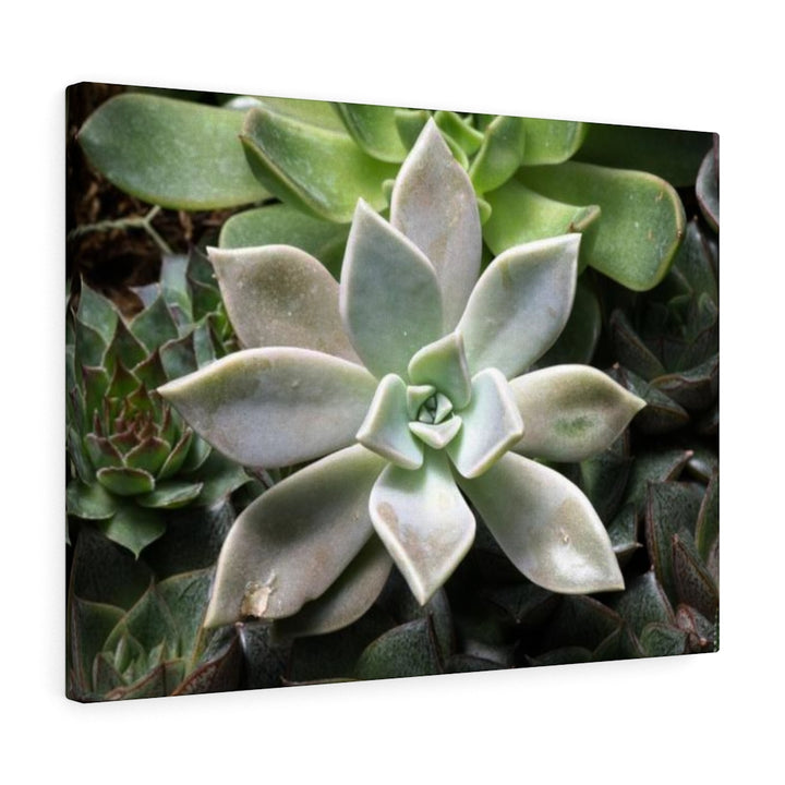 Succulent - Array - Canvas