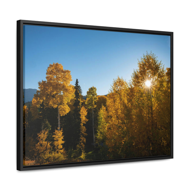 Sun Through the Aspens - Canvas with Frame