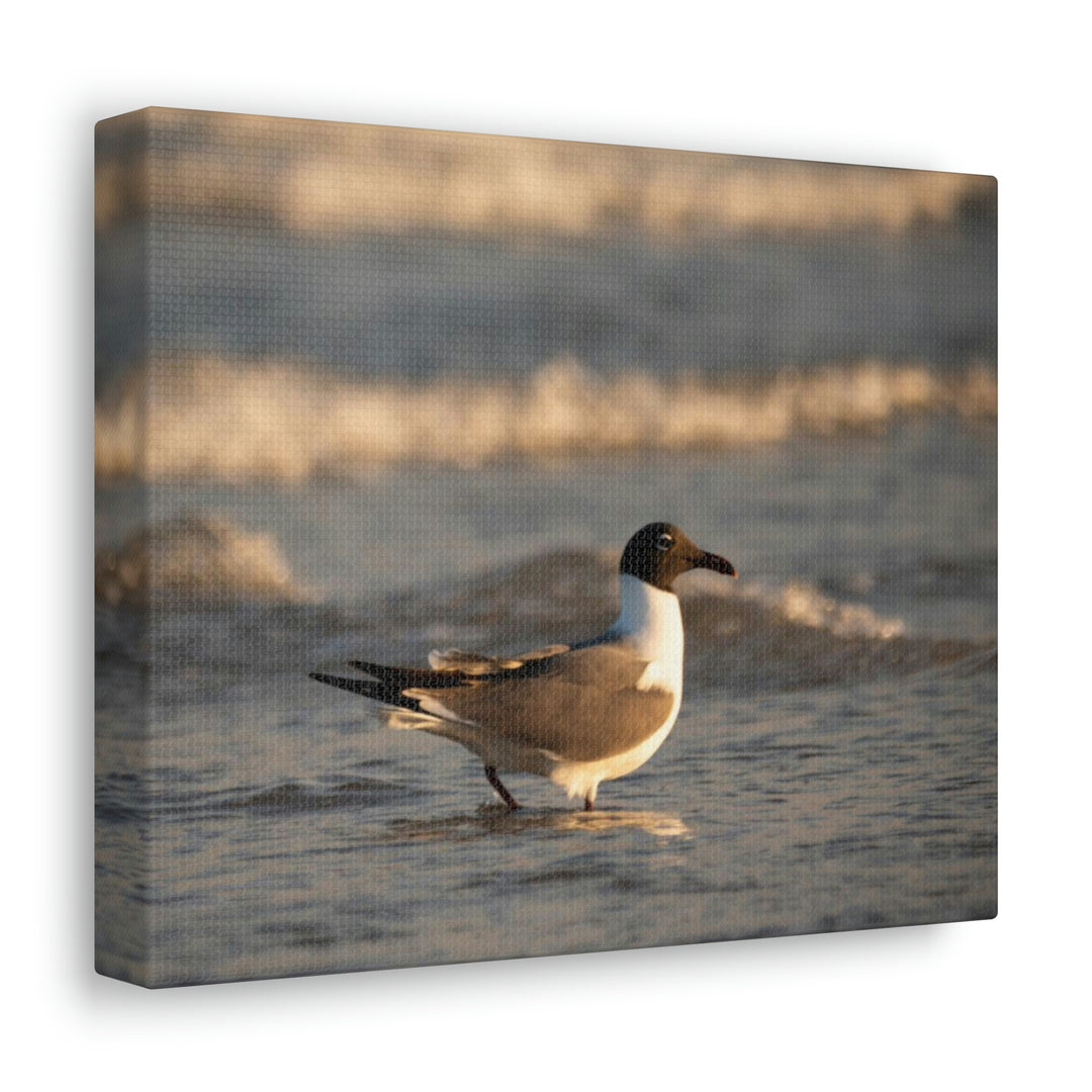 Laughing Gull in the Surf - Canvas