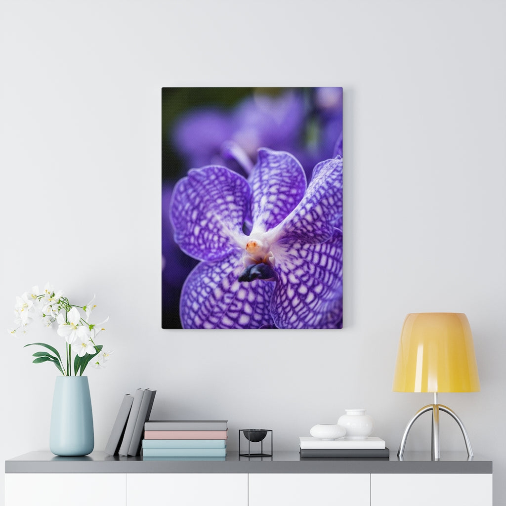 Orchid Detail - Canvas