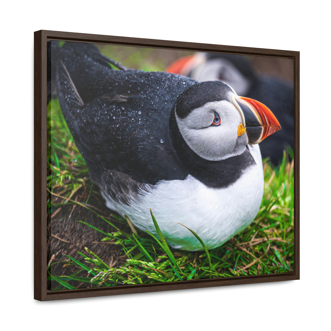 Resting Puffin - Canvas with Frame