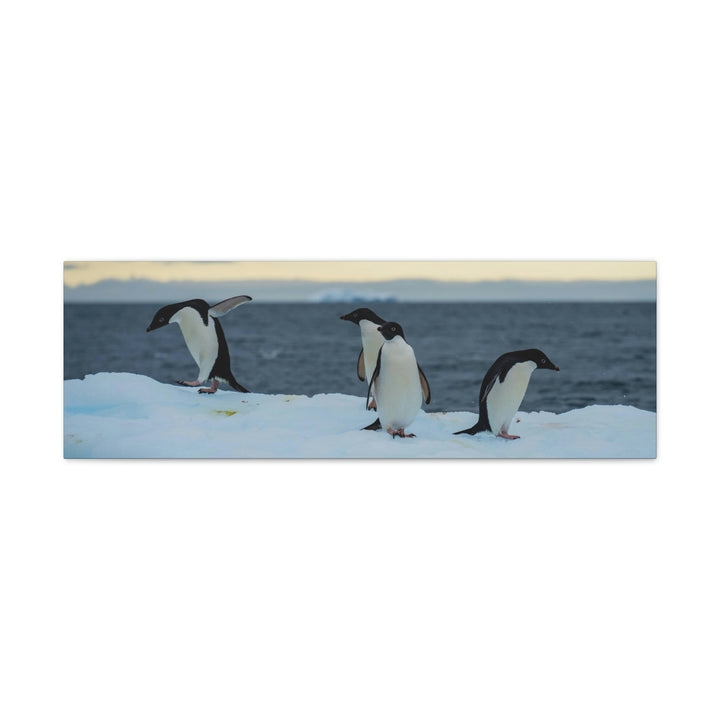 Penguin Dance - Canvas