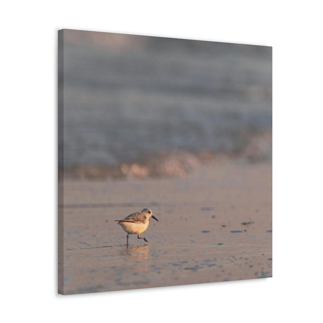 Sanderling in Soft Dusk Light - Canvas